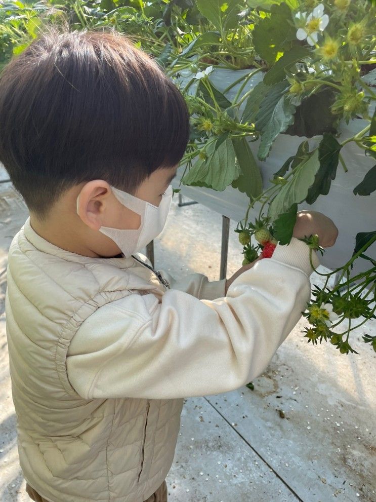 딸기 체험 l 딸기랑 소풍가기 좋은 날, 딸기 체험 농장 ㅣ 내돈내산