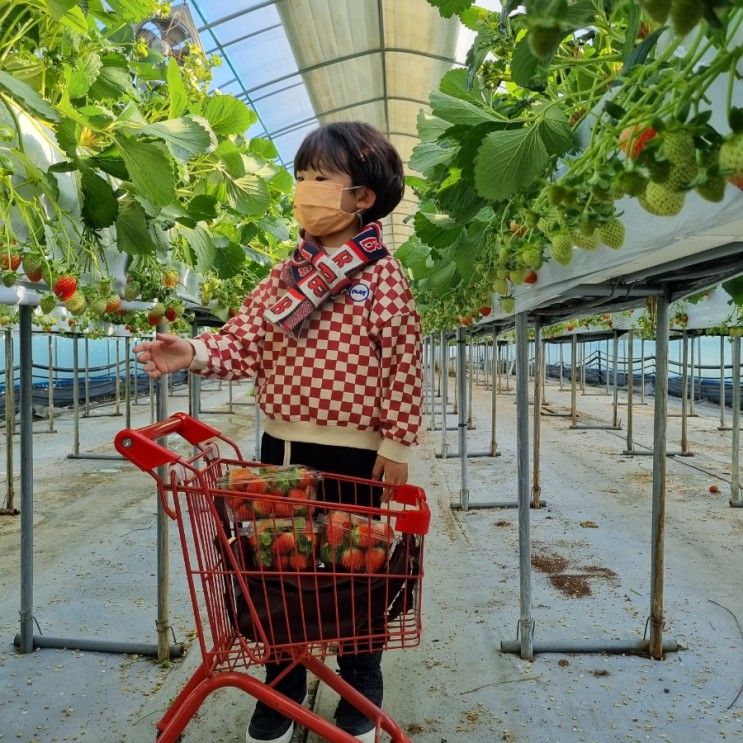 다시가고싶은 예약제 용인딸기체험농장, 딸기랑소풍가기좋은날