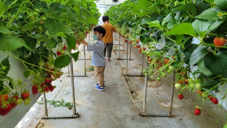 [아이와 함께] 딸기체험농장, 용인 딸기랑 소풍가기 좋은 날...