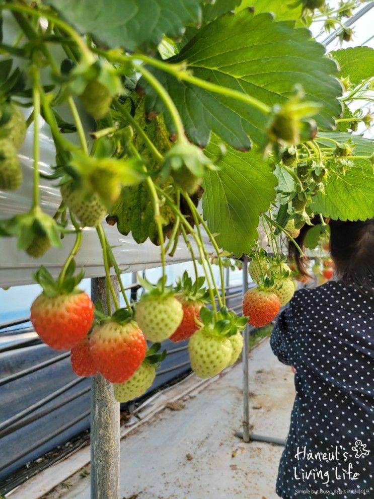 경기도 딸기체험농장 '딸기랑소풍가기좋은날' 예약빨라요