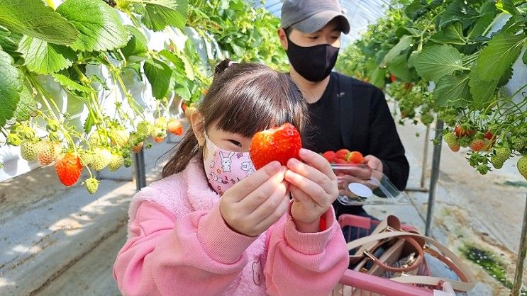 소풍가기좋은날 아이와 즐거웠던 새콤달콤 용인 딸기체험농장