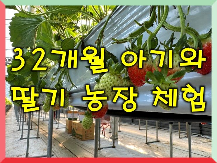 경기도 용인 딸기 농장 체험학습 딸기랑 소풍 가기 좋은 날
