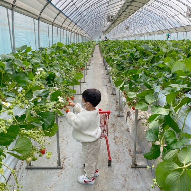 용인 아기랑 가기좋은 딸기체험농장 딸기랑소풍가기좋은날