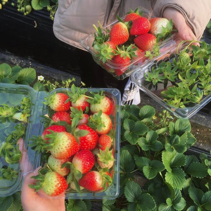 남양주 샘물농장 | 딸기 따기&딸기잼 만들기 체험 겨울데이트 추천