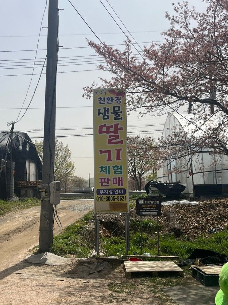 [2023.04.12 수요일] 남양주 샘물 딸기농장