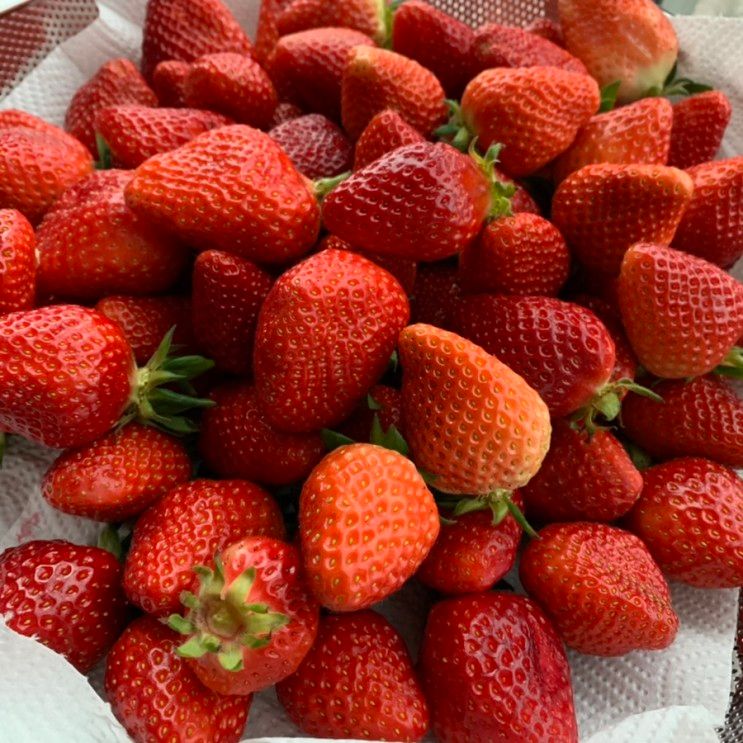 남양주 딸기 체험: 샘물딸기 체험농장