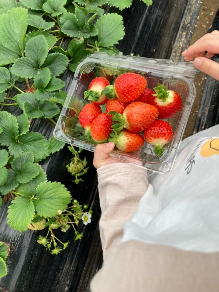 남양주 딸기체험 농장, 딸기 너무 맛있어서 깜짝 놀랐어요!