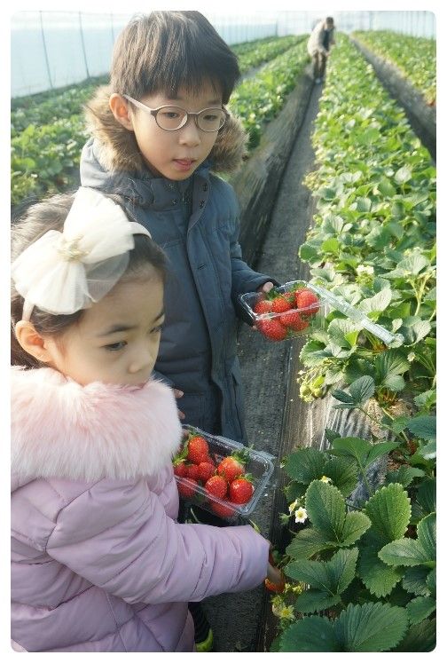 서울에서 가까운 딸기따기체험 '샘물농장 딸기체험' 남양주...