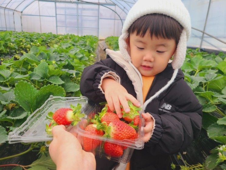 남양주 딸기체험 농장, 겨울 아기랑 갈만한곳