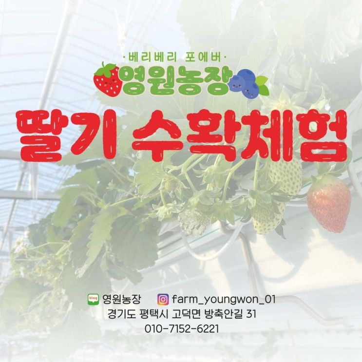 [평택영원농장] 평택영원농장 딸기 수확체험 오픈
