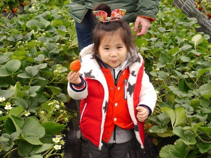 남양주 딸기체험 : 남양주... 남양주 딸기농장원 샘물딸기농장추천