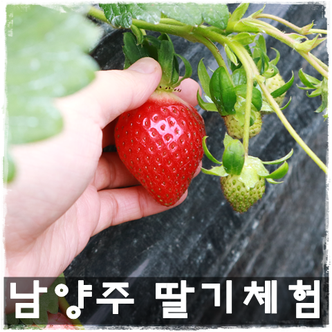 남양주 딸기체험 # 아이들과 가볼만한곳 샘물농장 딸기