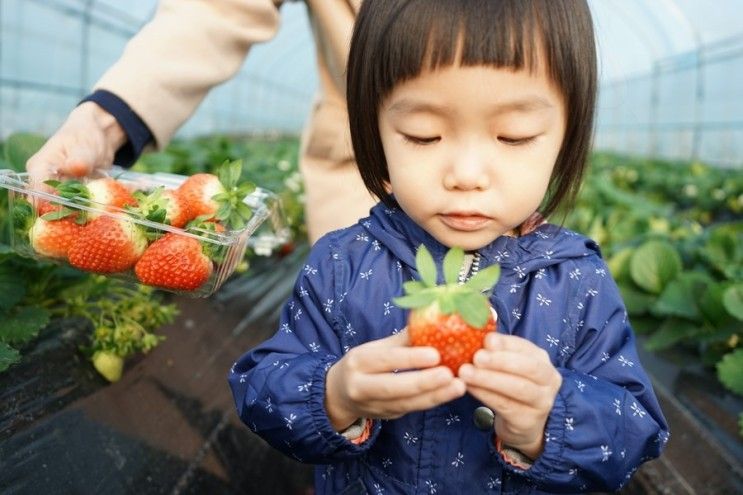 남양주 딸기체험농장 샘물딸기 달콤해요.