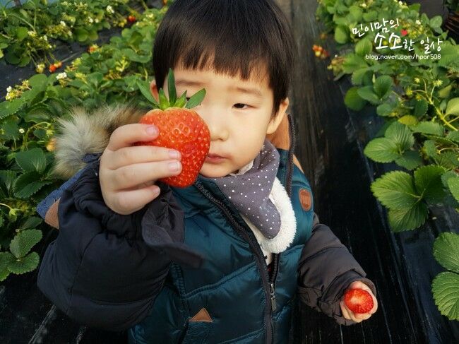 주말나들이 남양주 딸기체험 샘물농장