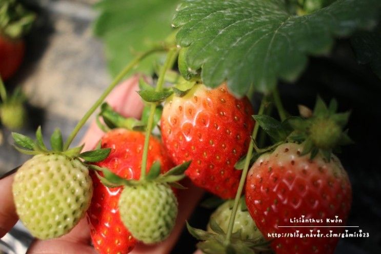 남양주 딸기체험, 샘물농장(딸기쨈 만들기)