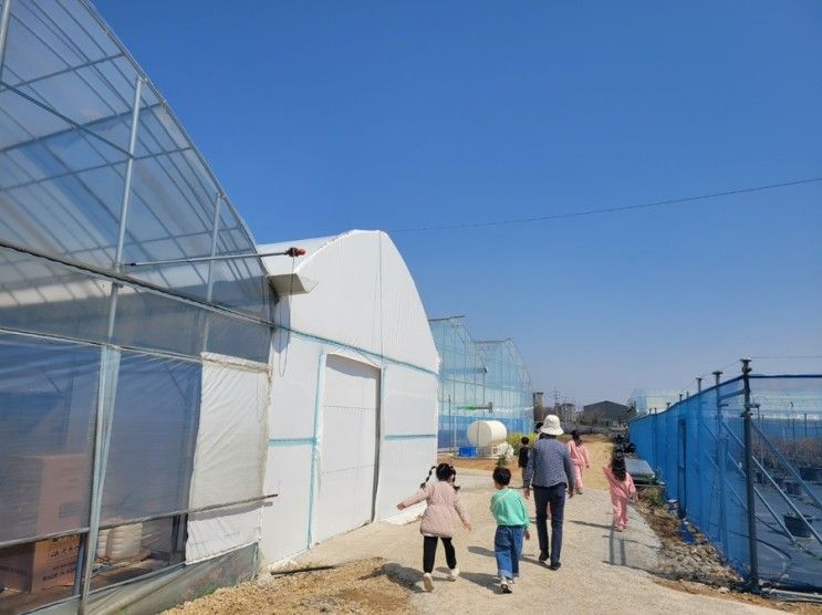 [ 평택 체험 ] 영원농장, 비타베리 딸기 따러 모여라 (●'◡'●)