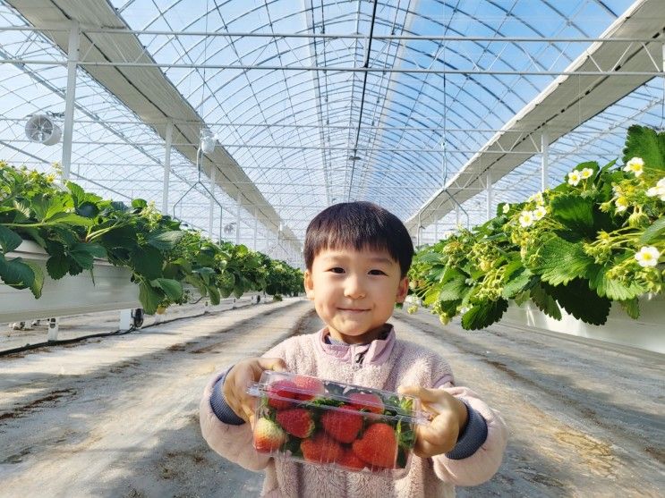 진주 다은 딸기/경남 딸기체험농장, 놀이 시설까지 있어 알차게...
