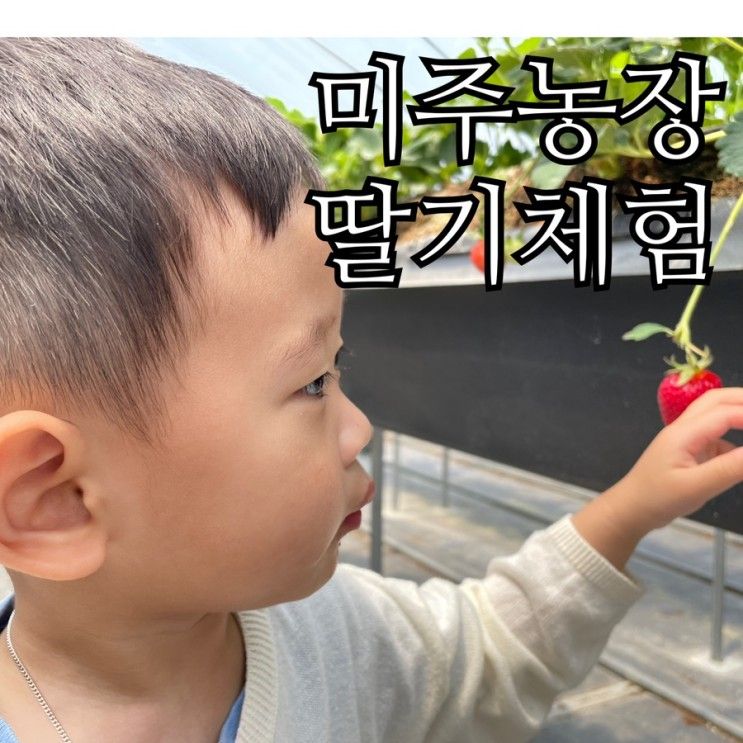 함안 가볼만한곳 [day3] 미주 딸기농장 딸기체험 27도씨 제빵소...