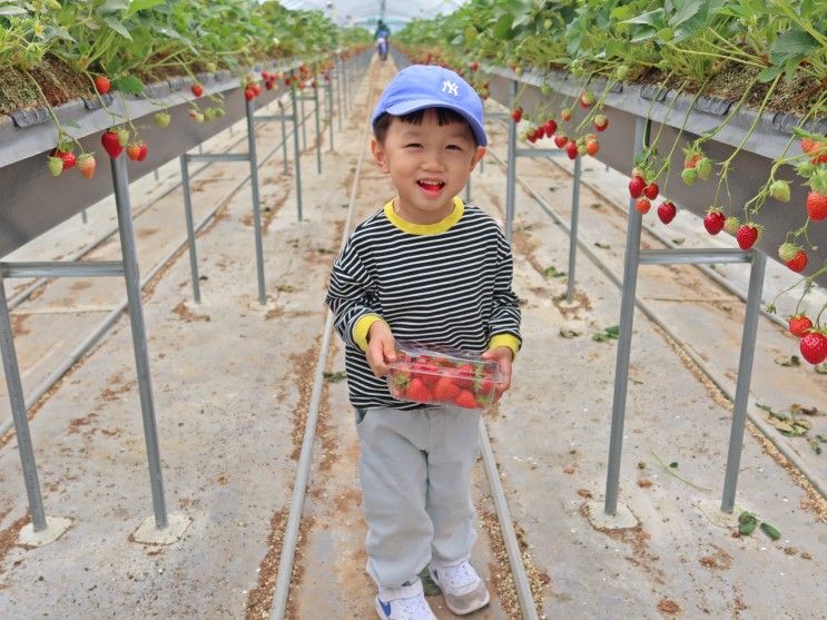경남 함안 아이와 가볼만한곳 실내 딸기농장체험