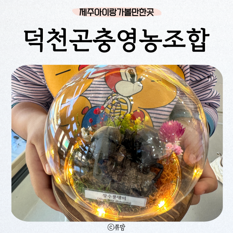 덕천곤충영농조합 제주아이랑가볼만한곳 제주곤충체험...