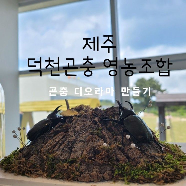 제주 조천 덕천곤충 영농조합 (제주 비오는날 아이와 가볼곳)