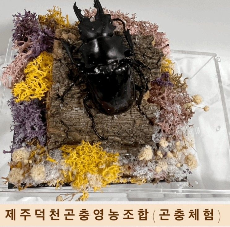 제주 아이와 가볼 만한 곳. 제주 덕천 곤충 영농조합(곤충체험)