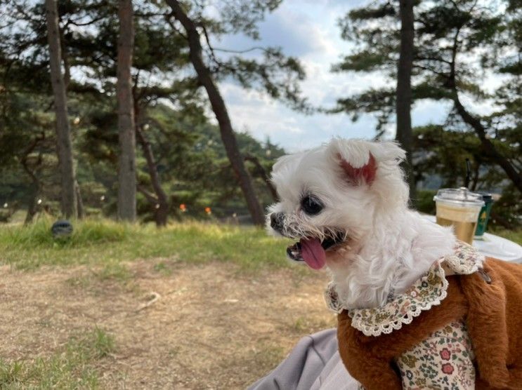 충남 당진 카페로우 야외애견동반 나들이