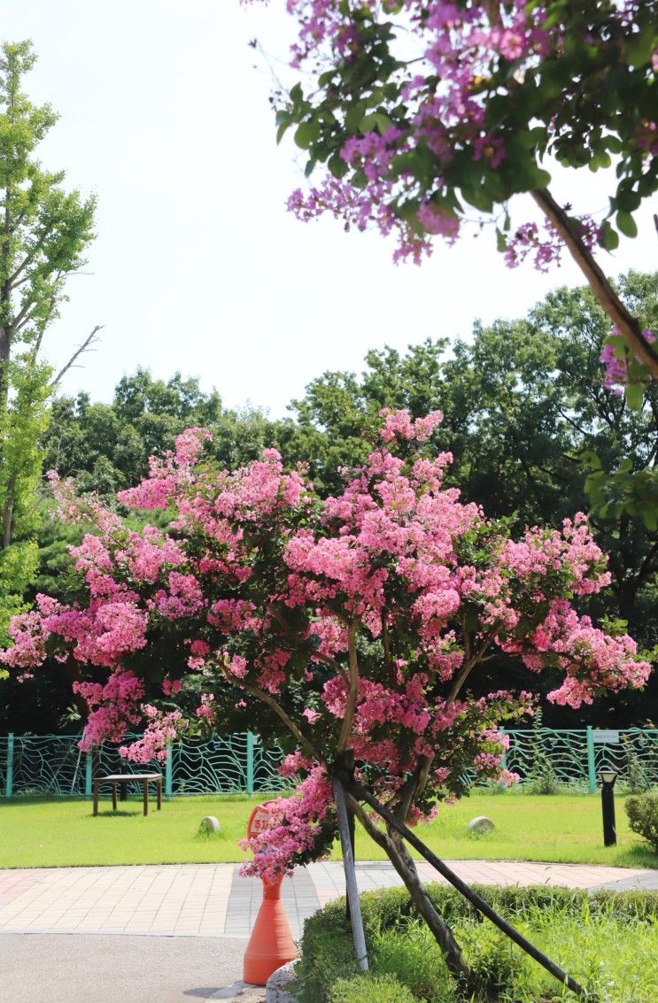 수원 경기도기숙사 배롱나무꽃