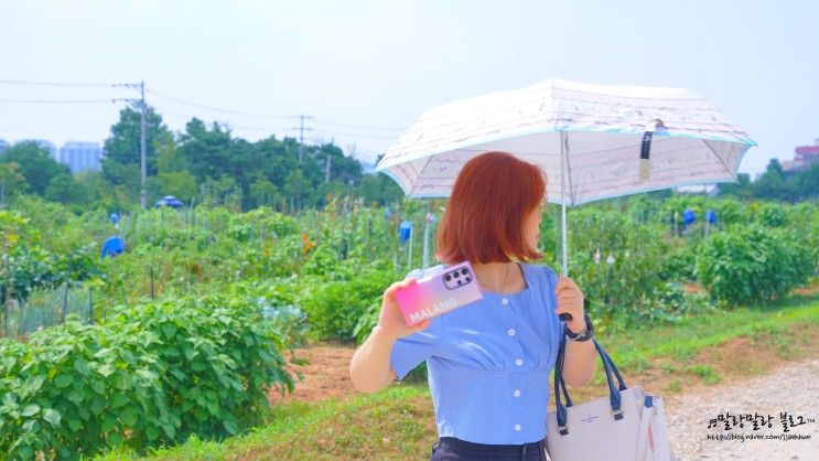 수원 가볼만한곳 해바라기 꽃밭, 수원탑동시민농장 카페폴룩.