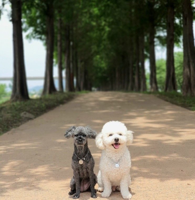 공주 메타세콰이어길 주차가능 애견 강아지와 가볼만한 곳