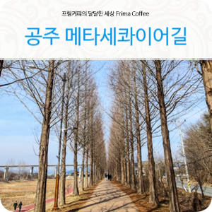 공주 여행 코스 산책하기 좋은 공주 메타세콰이어길