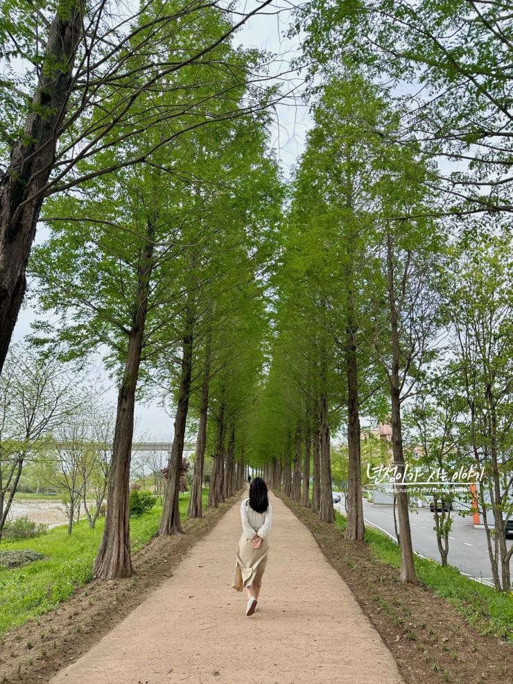 (공주여행) 공주 가볼만한곳 '미르섬,메타세콰이어길'