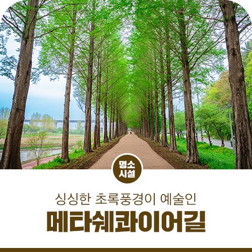 공주 메타세콰이어길 미세먼지도 뚫고 나오는 싱싱한 초록풍경