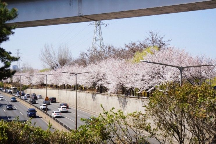 탄천 2023 벚꽃 개화 현황 송파둘레길 서울 벚꽃 숨은 명소...