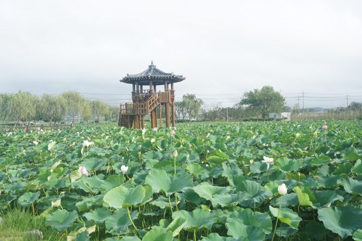 고성 가볼 만한 곳: 고성 생태학습관 연꽃공원