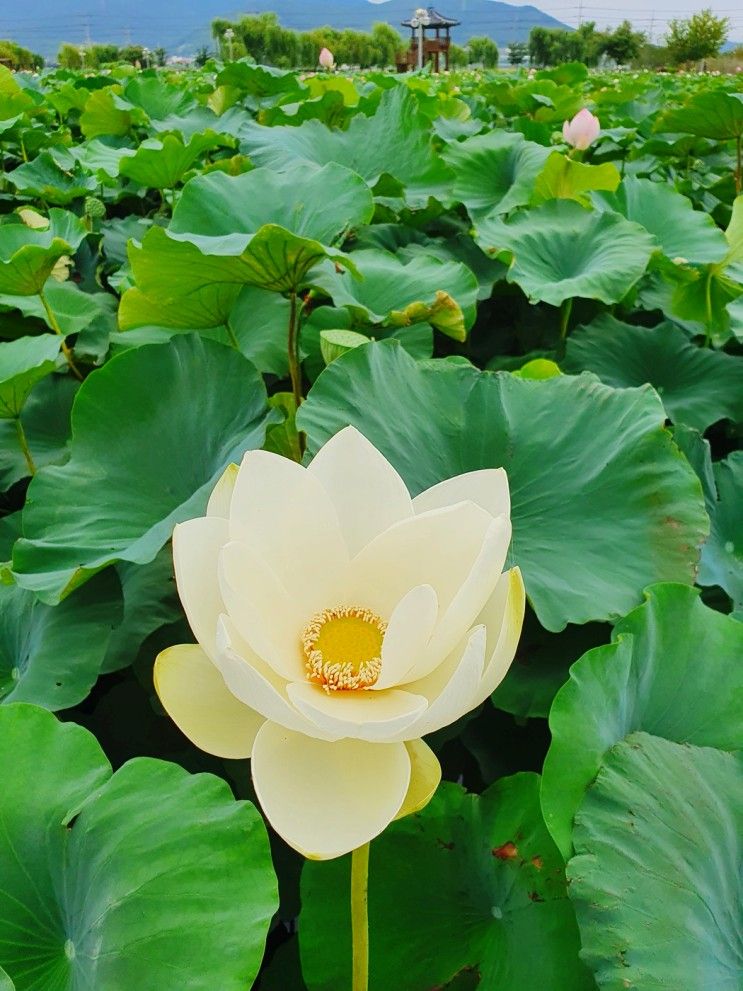 경남 고성 연꽃 자연명소 고성생태학습관