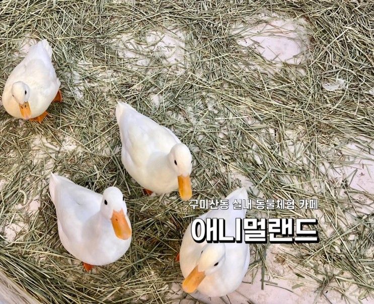 구미 산동 가볼만한 곳 동물카페 : 애니멀랜드 동물 먹이 체험