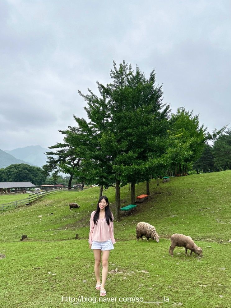 [춘천] 자연과 동물 구경을 한 번에! 해피초원목장