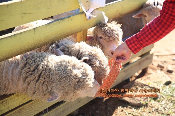 강원도 아이와 가볼만한곳 춘천 해피초원목장 양떼목장 같은...