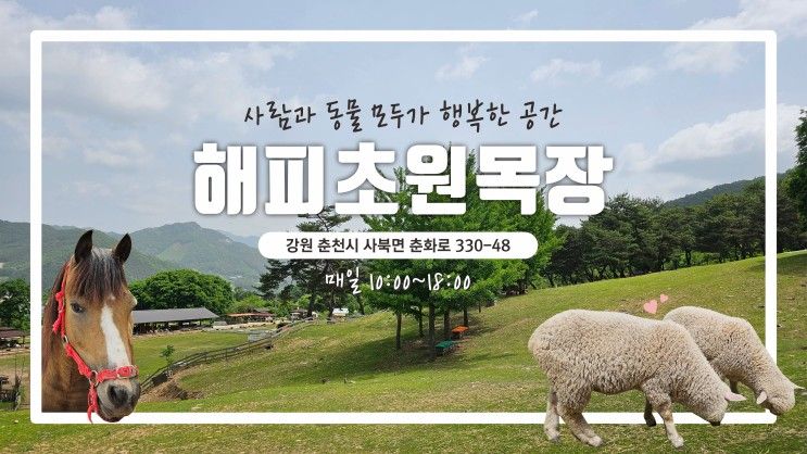 춘천 가볼만한 곳 [해피초원 목장] 힐링 여행지