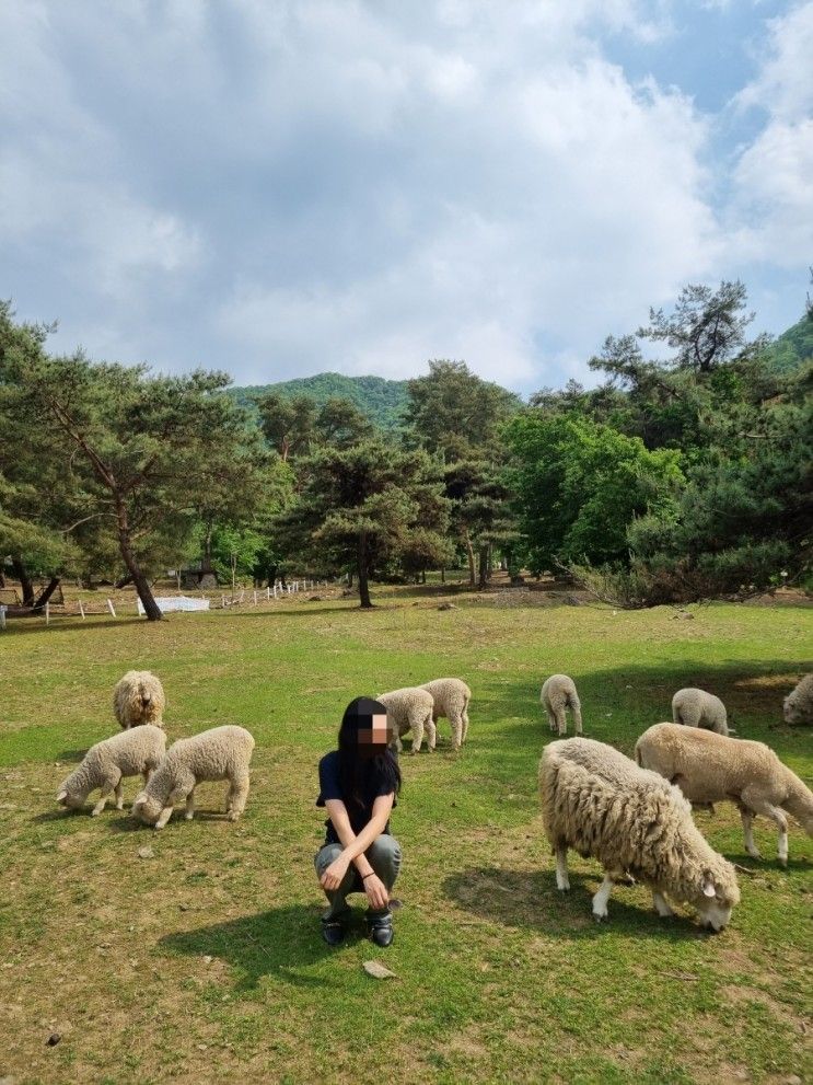 춘천 해피초원목장 당일치기 가볼만한곳 (사진많음)