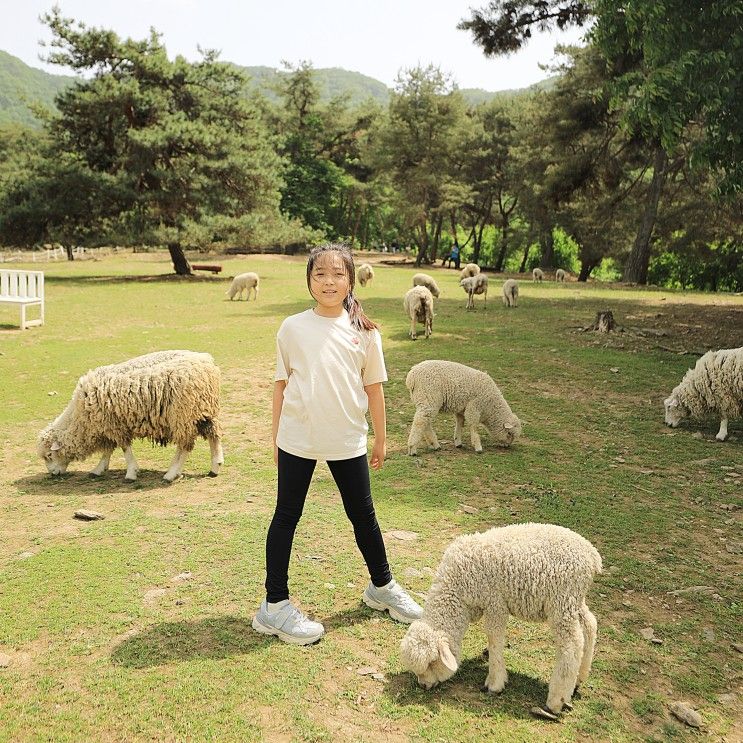 춘천 해피초원목장 아이와 가볼만한곳 꽤 성공적!