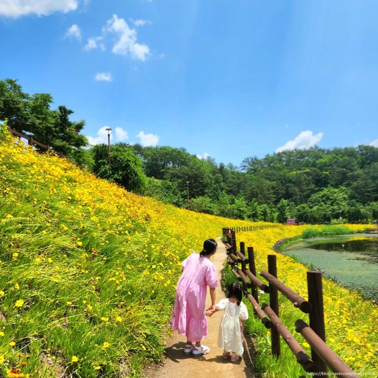 경남 꽃구경 아이랑 함안 악양생태공원 금계국 수레국화