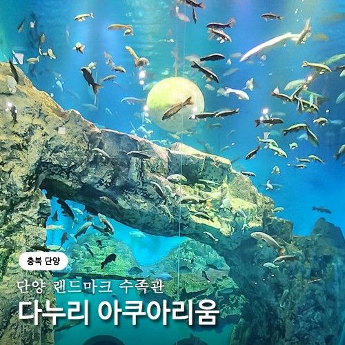 단양 다누리 아쿠아리움 아이와 가볼만한곳