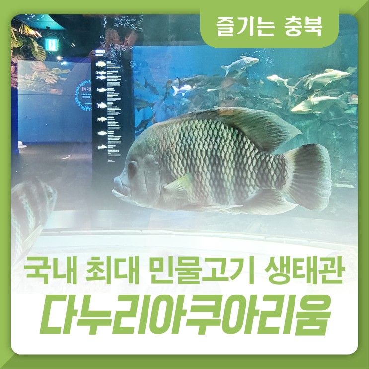 단양 다누리아쿠아리움! 국내 최대 민물고기 생태관