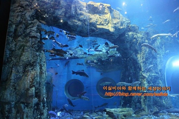 충북 단양 가볼만한곳 여행 코스, 실내 볼거리 다누리 아쿠아리...