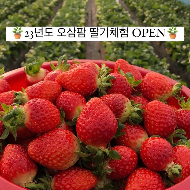 [남양주 딸기체험농장] 2023년도 오삼팜 딸기체험 OPEN