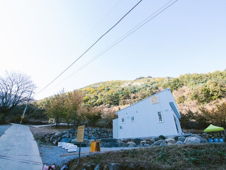 평창 애견동반카페 은행나무숲이 멋진 옐로우트리