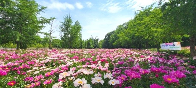 영천 작약꽃축제(2023.5.12.) 화북면 자천꽃밭...