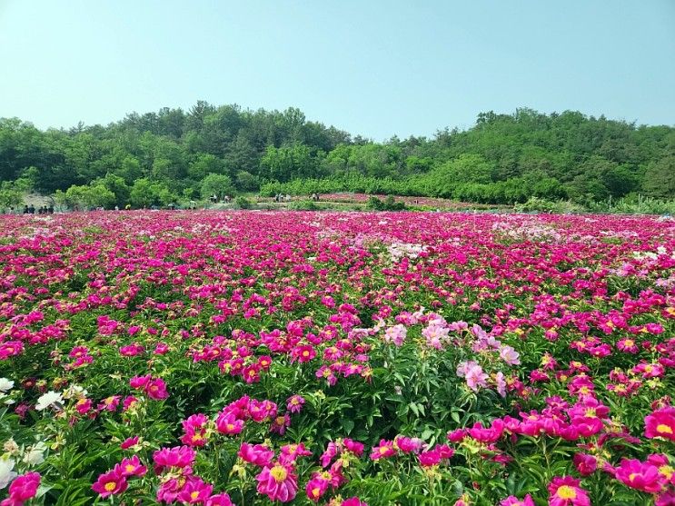 국내 여행지 추천, 영천 가볼만한곳 작약꽃축제, 한약축제...